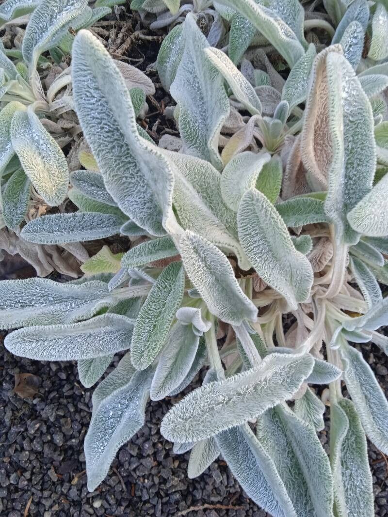Urechea mielului (Stachys byzantina)