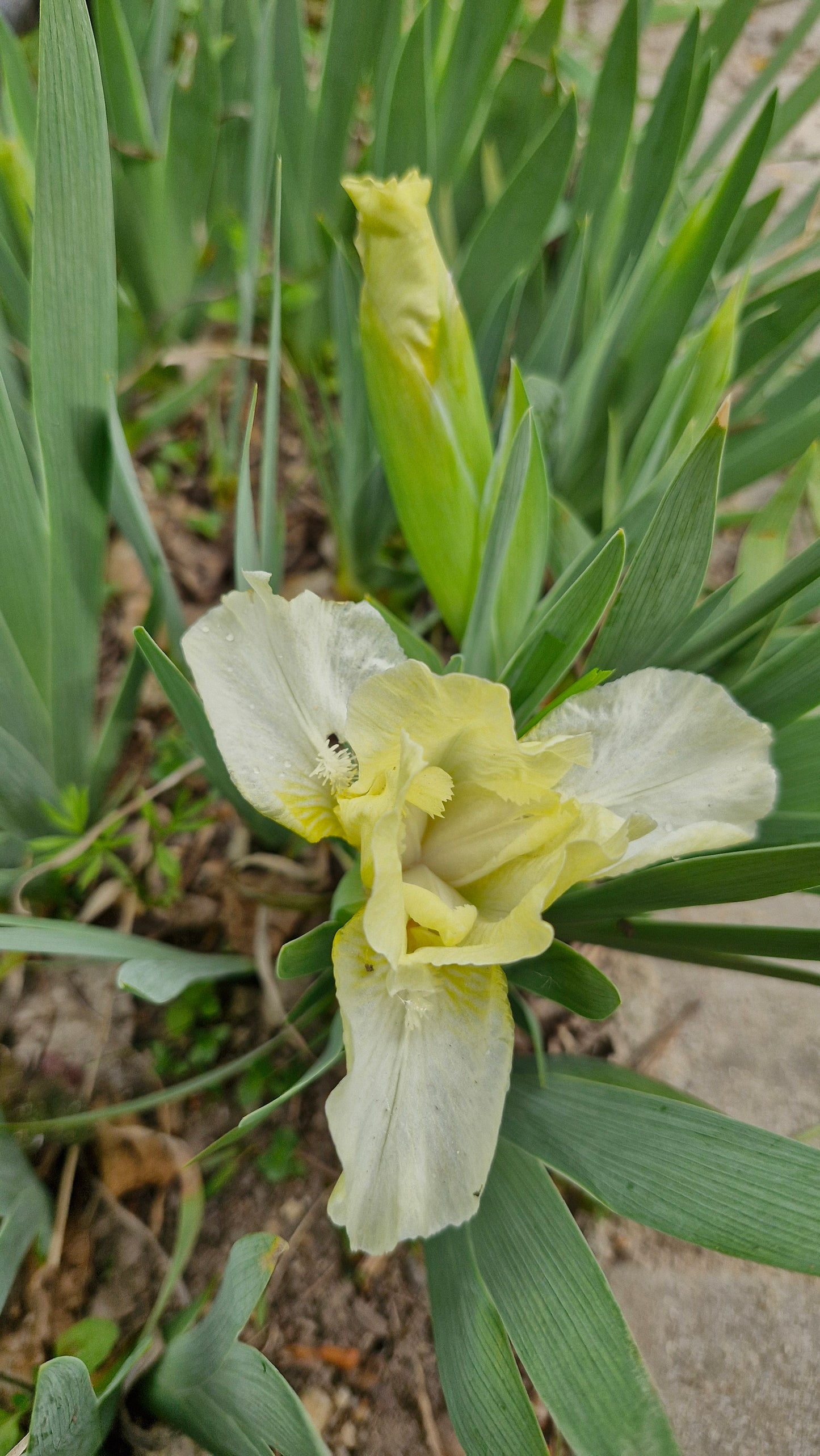Iris pitic butter  / Stânjenel pitic (Iris pumila) (DISPONIBIL DIN AUGUST)