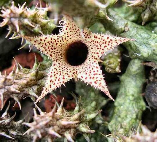 Steaua șerifului  de Madagascar (Stapelianthus decaryi)