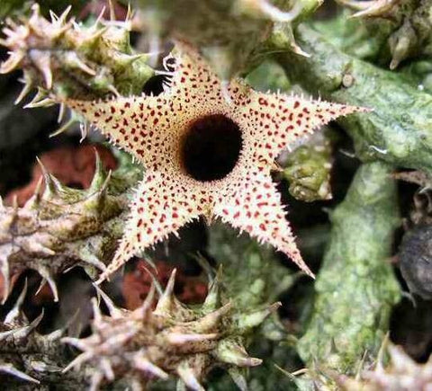 Steaua șerifului  de Madagascar (Stapelianthus decaryi)