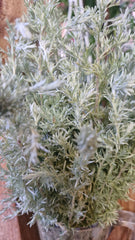 Pelinaș de câmp (Artemisia campestris)