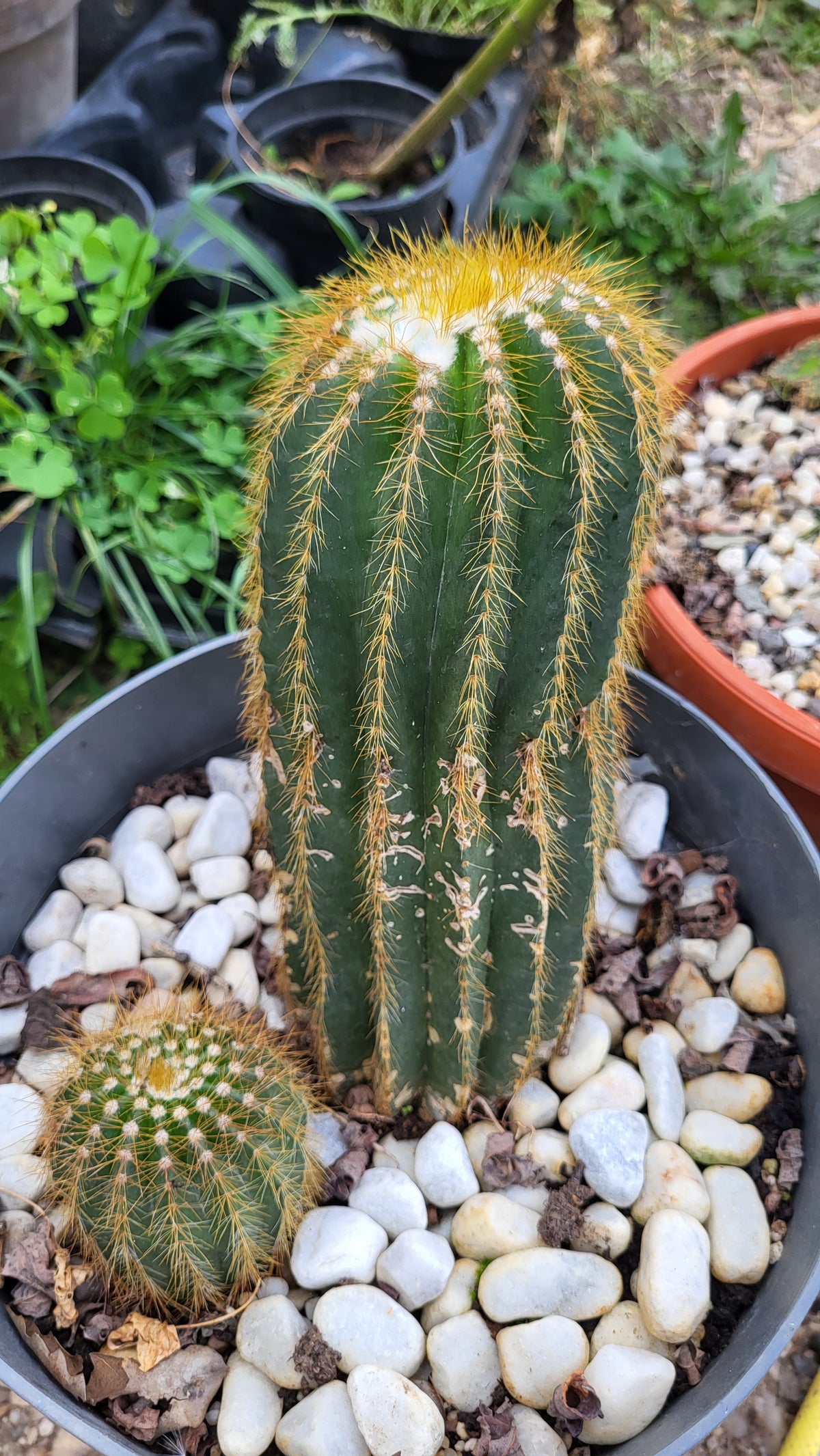 Cactus baloon (Parodia magnifica)
