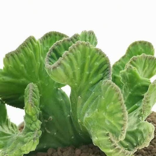 Steaua șerifului Crestata (Stapelia leendertziae Crestata)