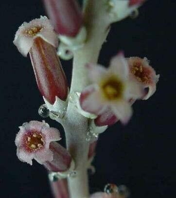 Plantă suculentă baby plant Adromischus cooperi