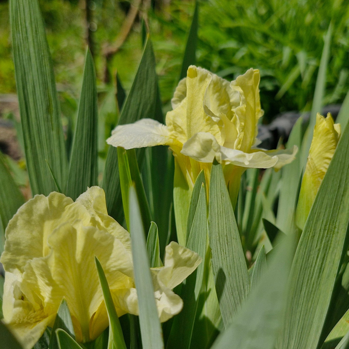 Iris pitic butter  / Stânjenel pitic (Iris pumila) (DISPONIBIL DIN AUGUST)