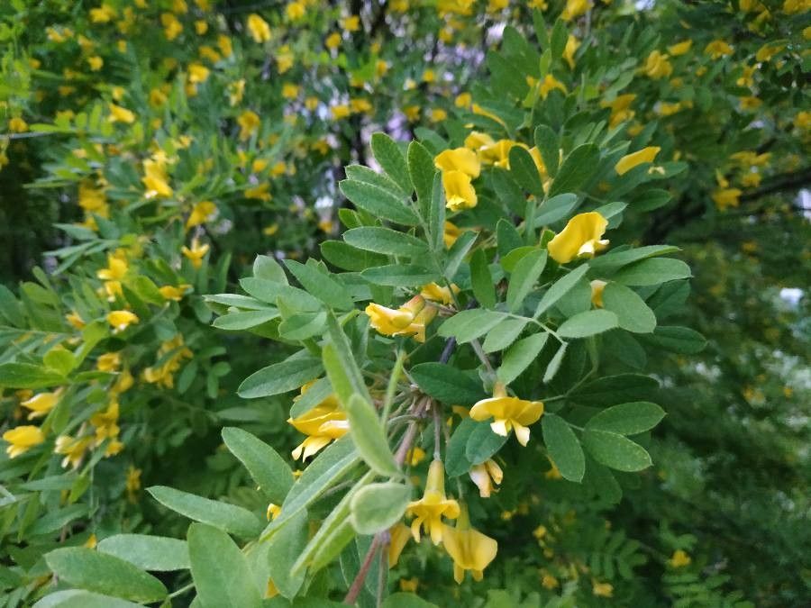 Salcâm galben siberian (Caragana arborescens)