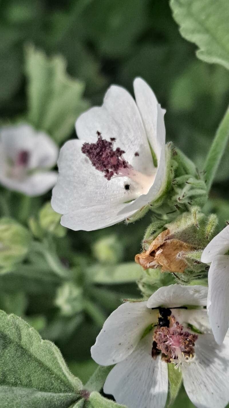 Nalbă mare (Althea officinalis)