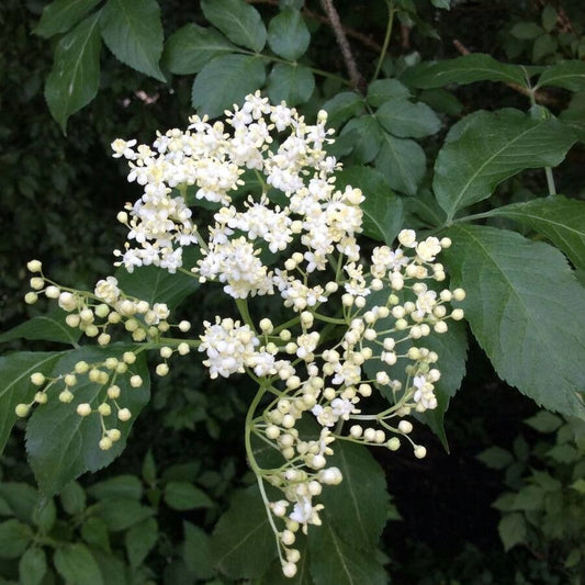 Socul negru (Sambucus nigra)