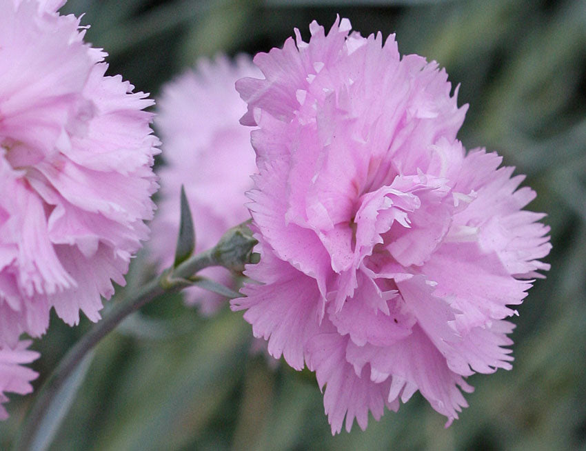 Garofițe de grădină roz (Dianthus plumarius)