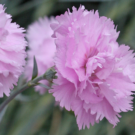 Garofițe de grădină roz (Dianthus plumarius)