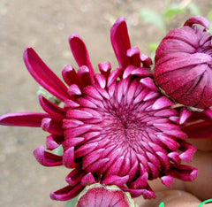 Crizamteme burgundy (Chrysanthemum spp.)