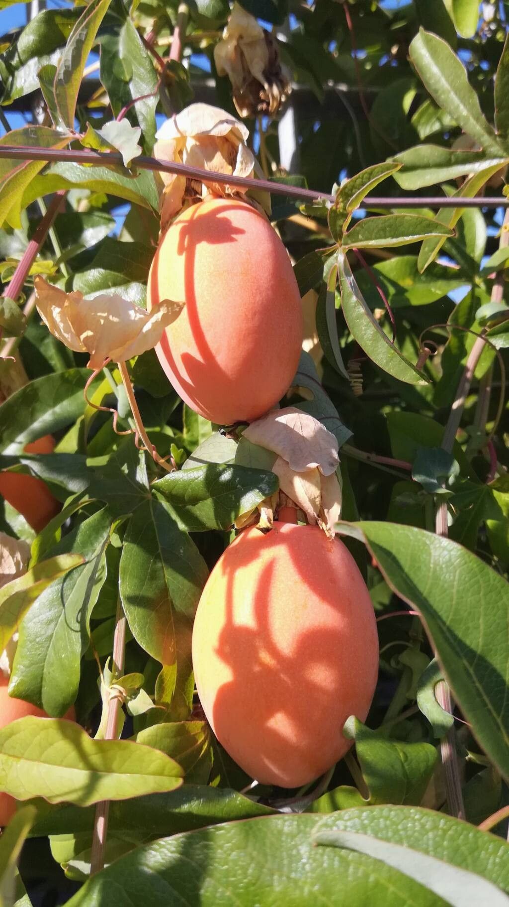 Floarea Pasiunii (Passiflora caerulea)