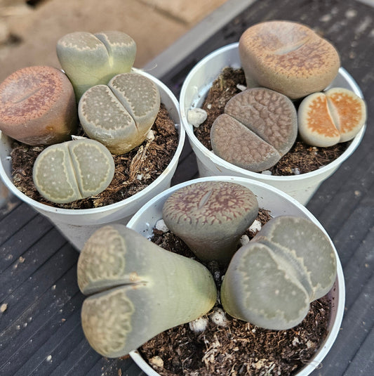 Pietre vii (Lithops x)