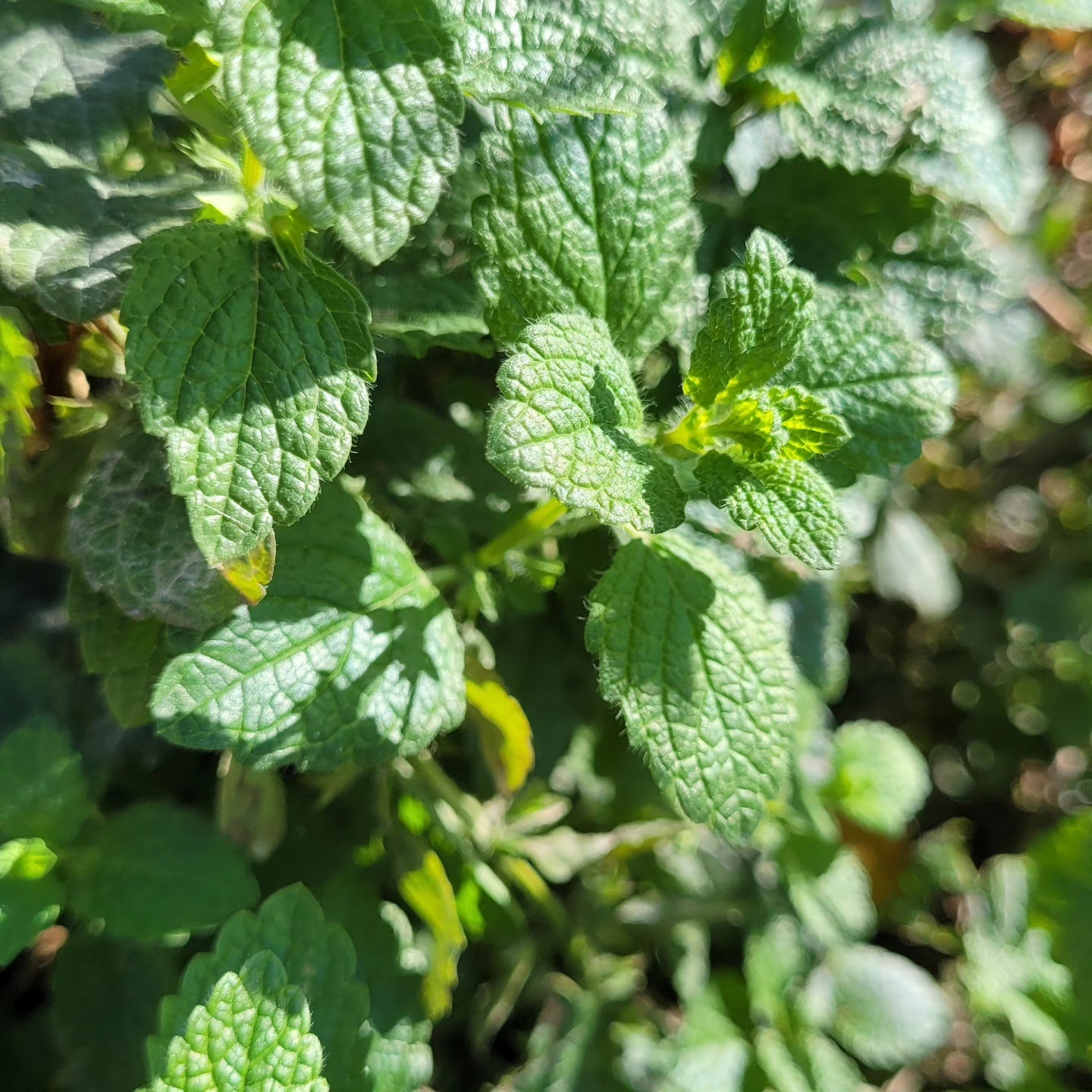 Roinița (Melissa officinalis)