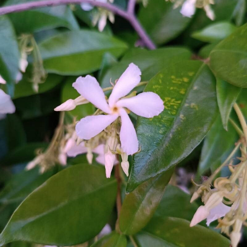 Iasomie stelată veșnic verde cu flori roz (Trachelospermum jasminoides)