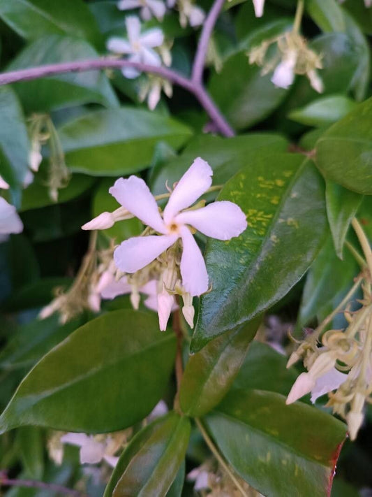 Iasomie stelată veșnic verde cu flori roz (Trachelospermum jasminoides)