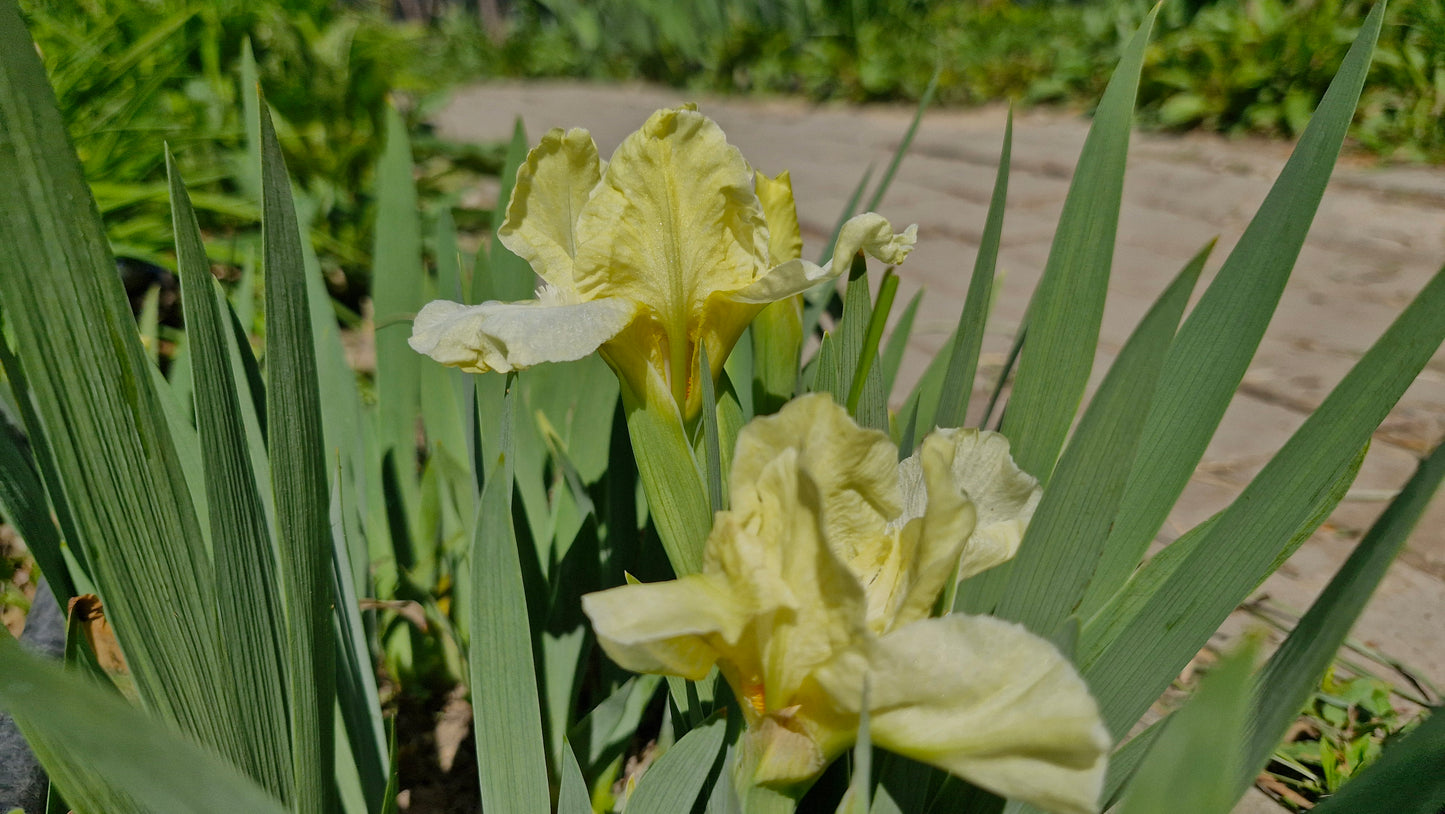 Iris pitic butter  / Stânjenel pitic (Iris pumila) (DISPONIBIL DIN AUGUST)