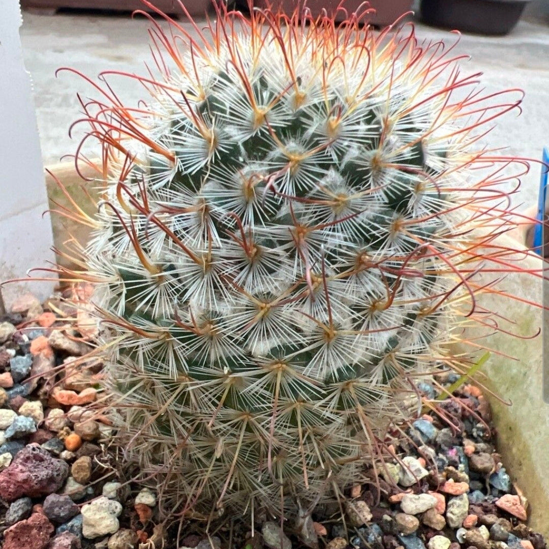 Cactusul mătăsos (Mammillaria bombycina)