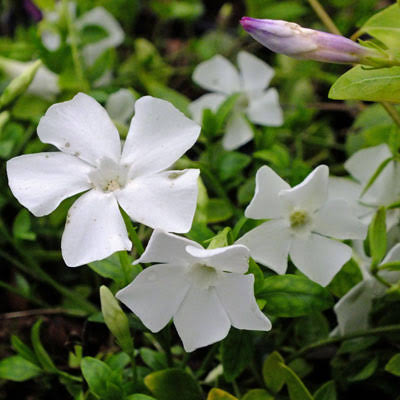 Saschiu cu flori albe (Vinca minor var. Alba)