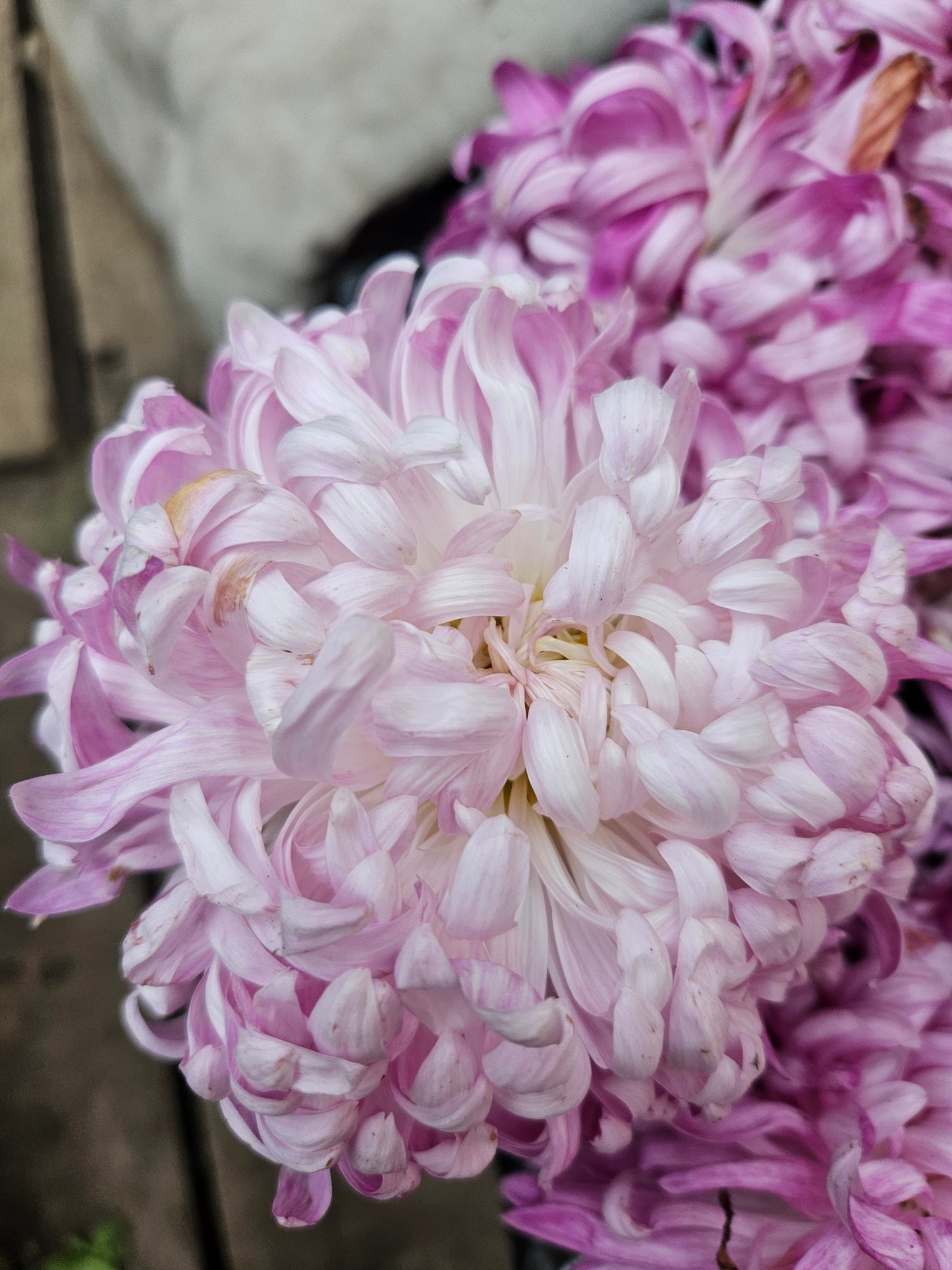 Crizamteme CREMIX PINK (Chrysanthemum spp.)