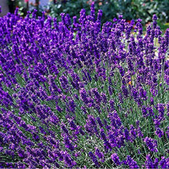 Lavanda englezească pitică 'Dwarf Blue' (Lavandula angustifolia 'Dwarf Blue')