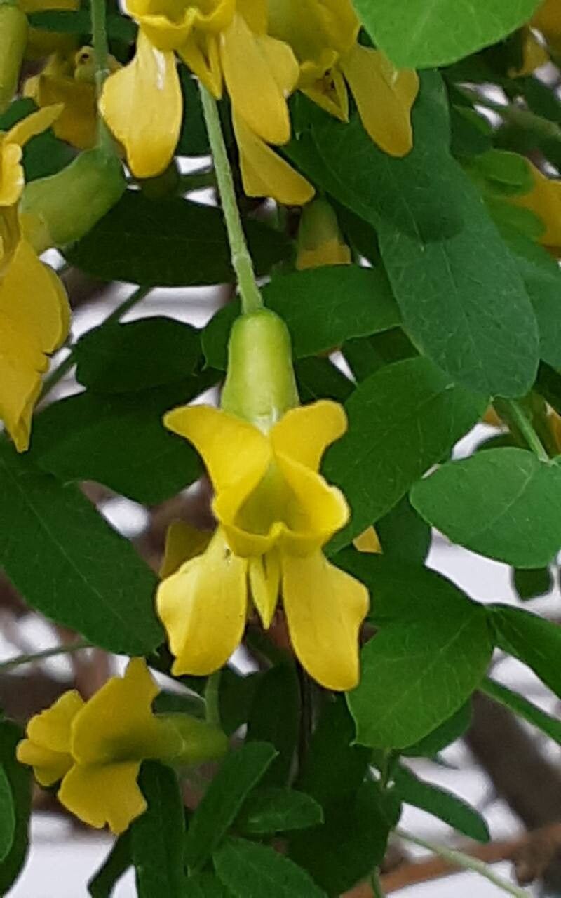 Salcâm galben siberian (Caragana arborescens)
