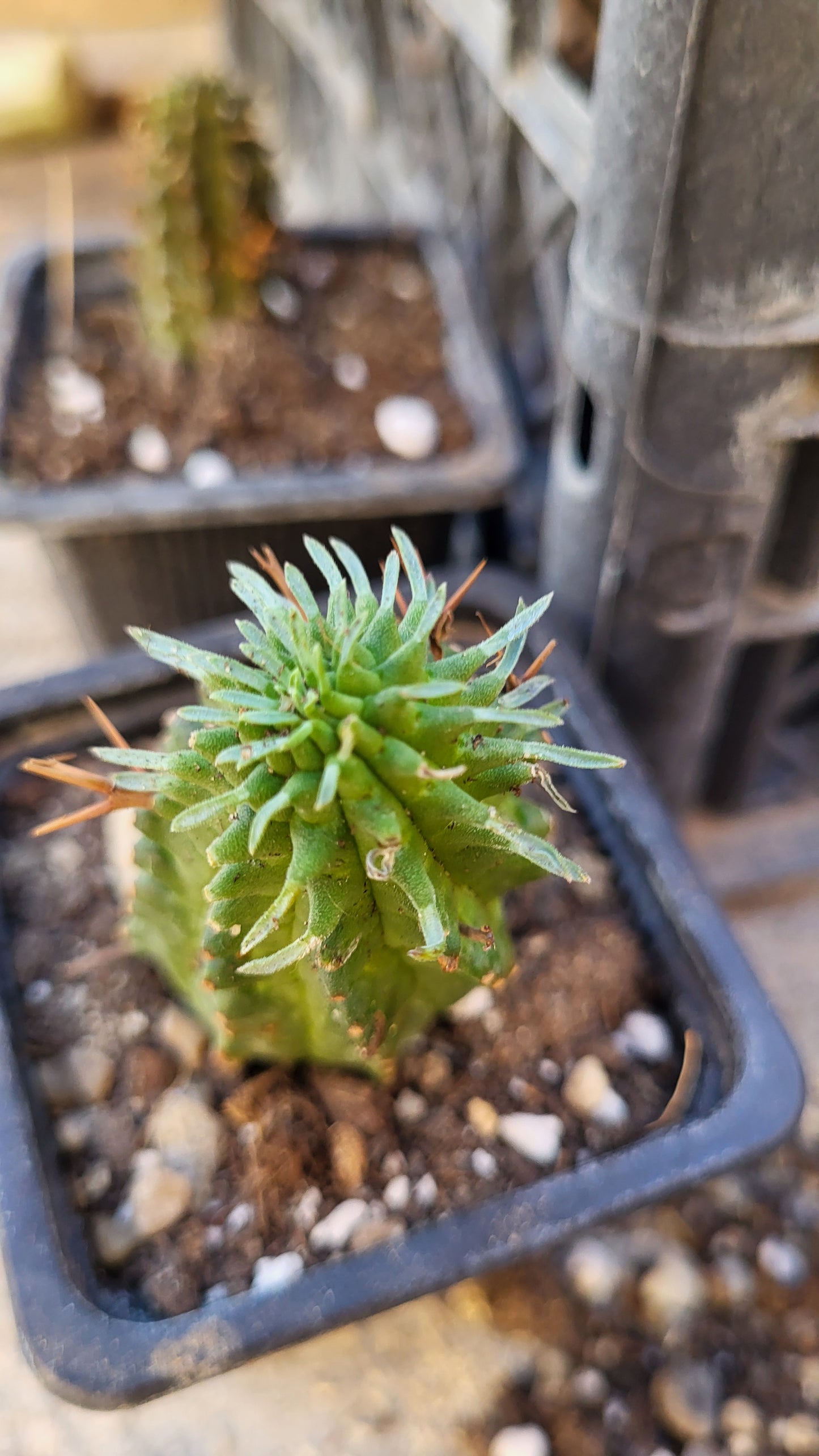 Euphorbia stellispina