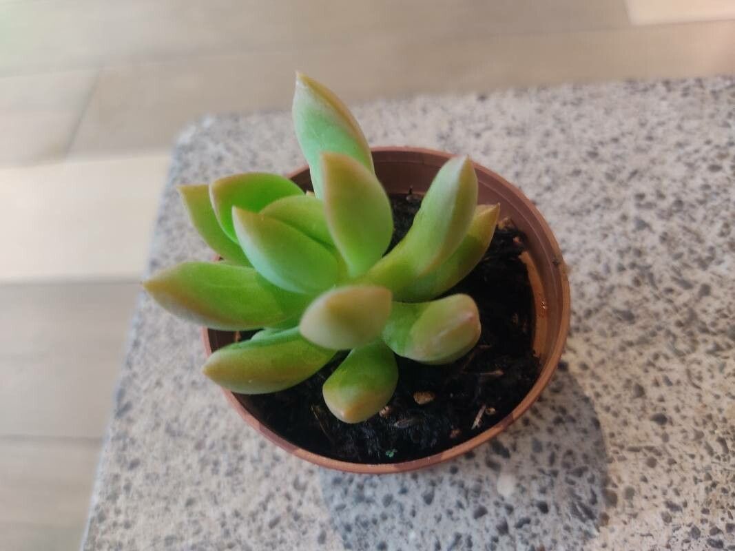 Sedum aurora (Sedum adolphi)