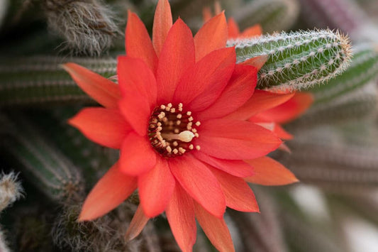 Cactusul de alune (Chamaecereus silvestrii)