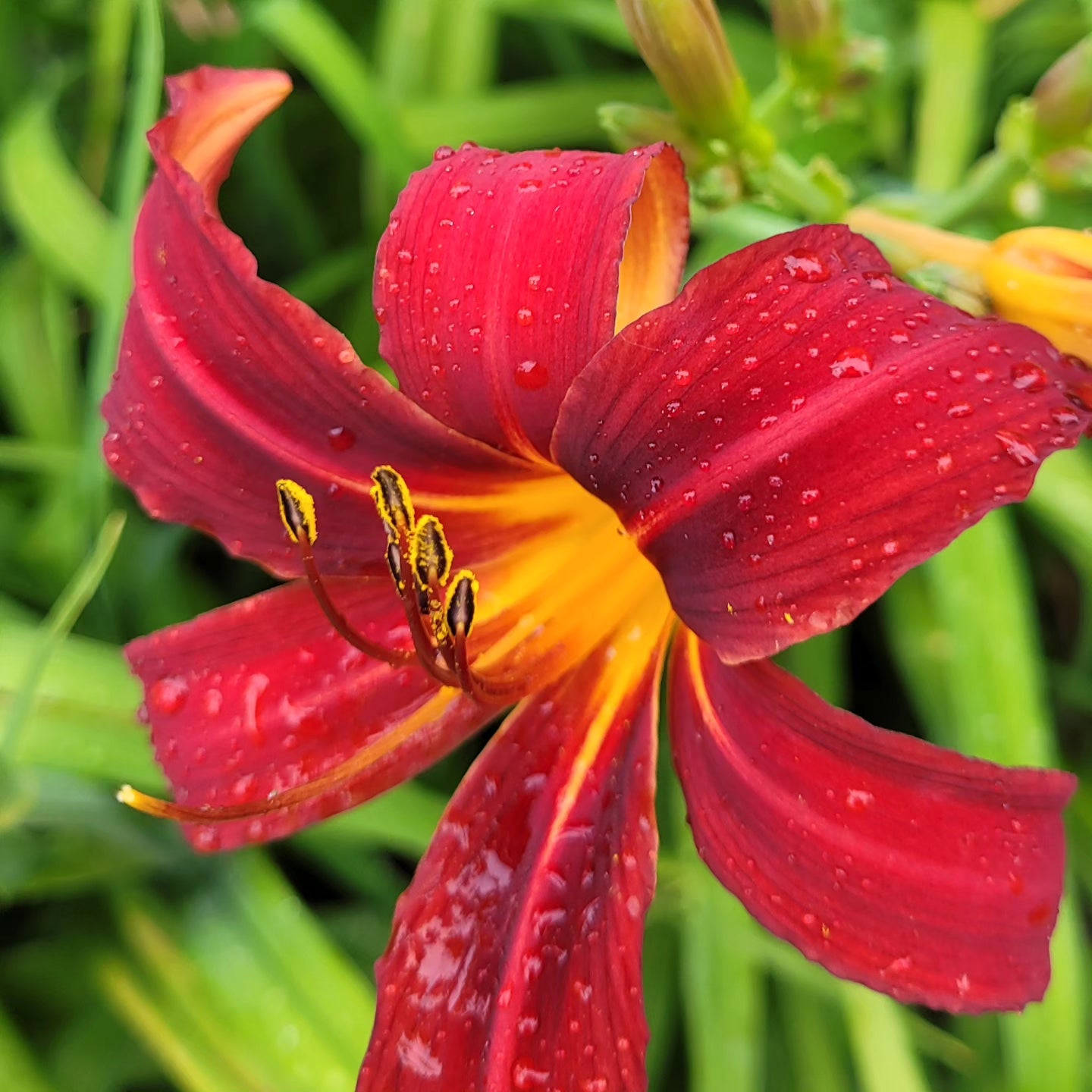 Crini de o zi Autumn Red (Hemerocallis)