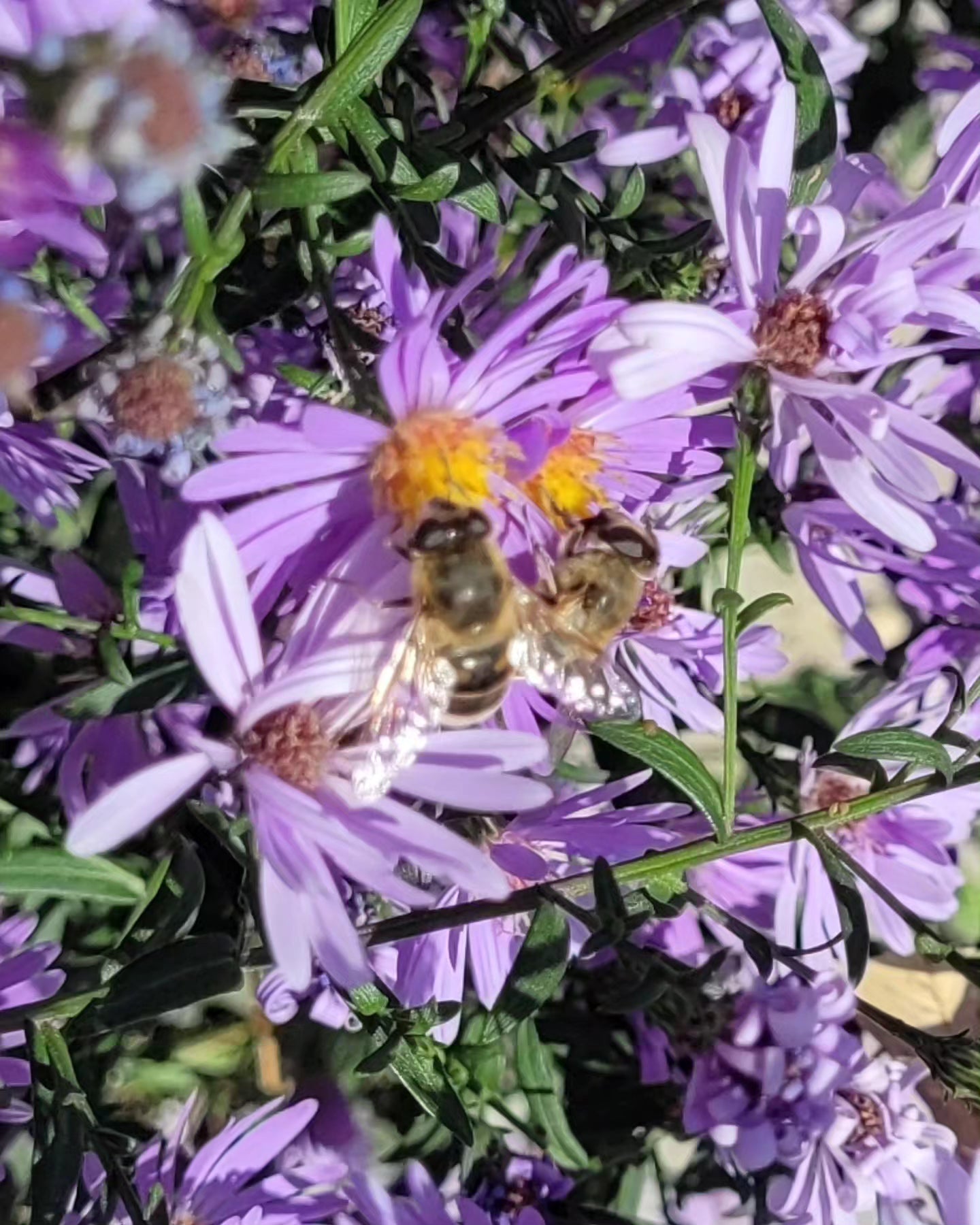 Steluțe de toamnă (Aster novi-belgii)