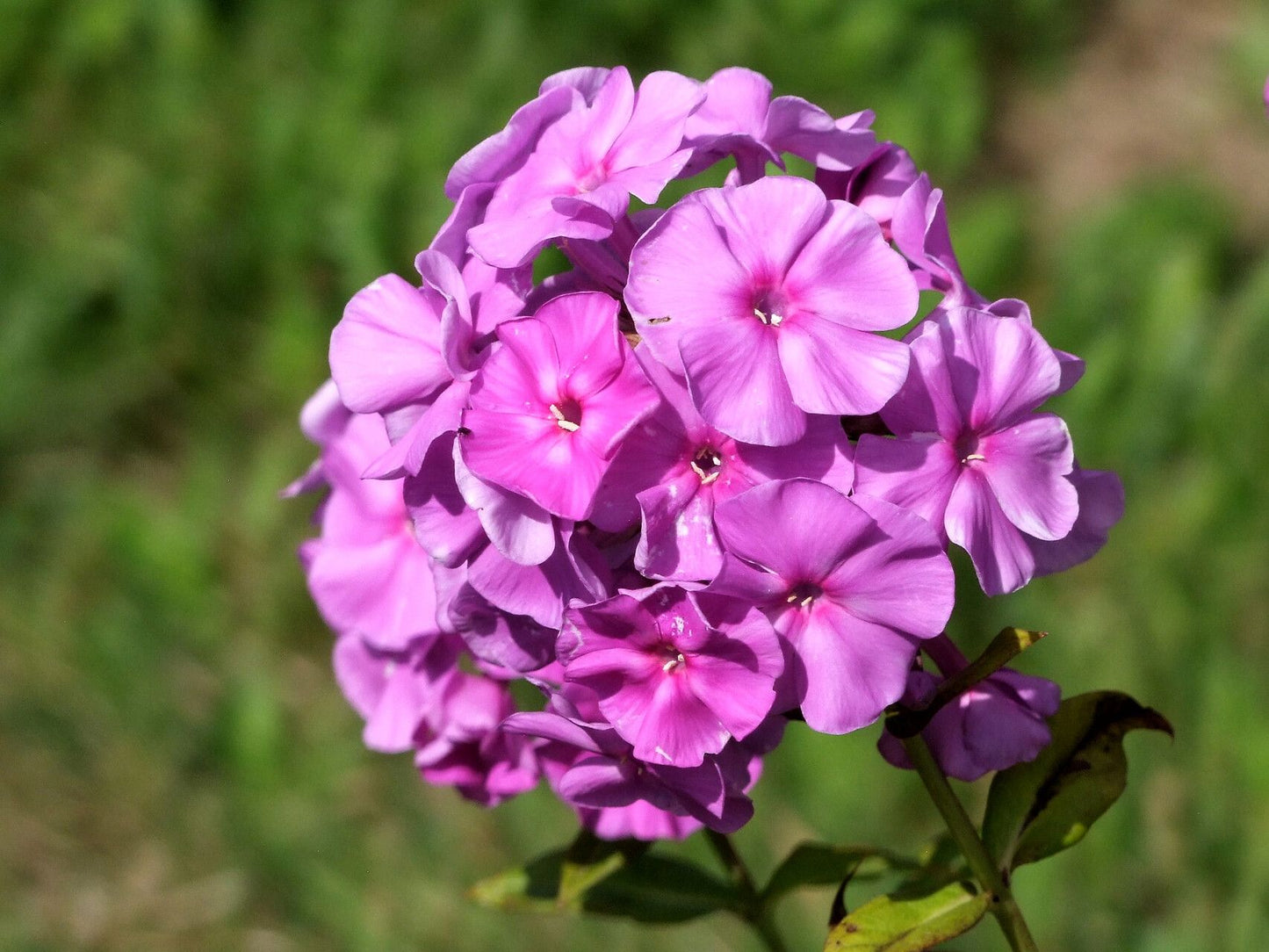Brumărele (Phlox paniculata) Pink