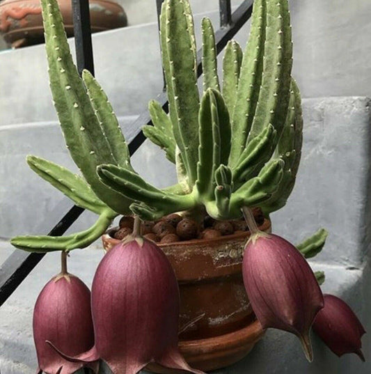 Steaua șerifului (Stapelia leendertziae)