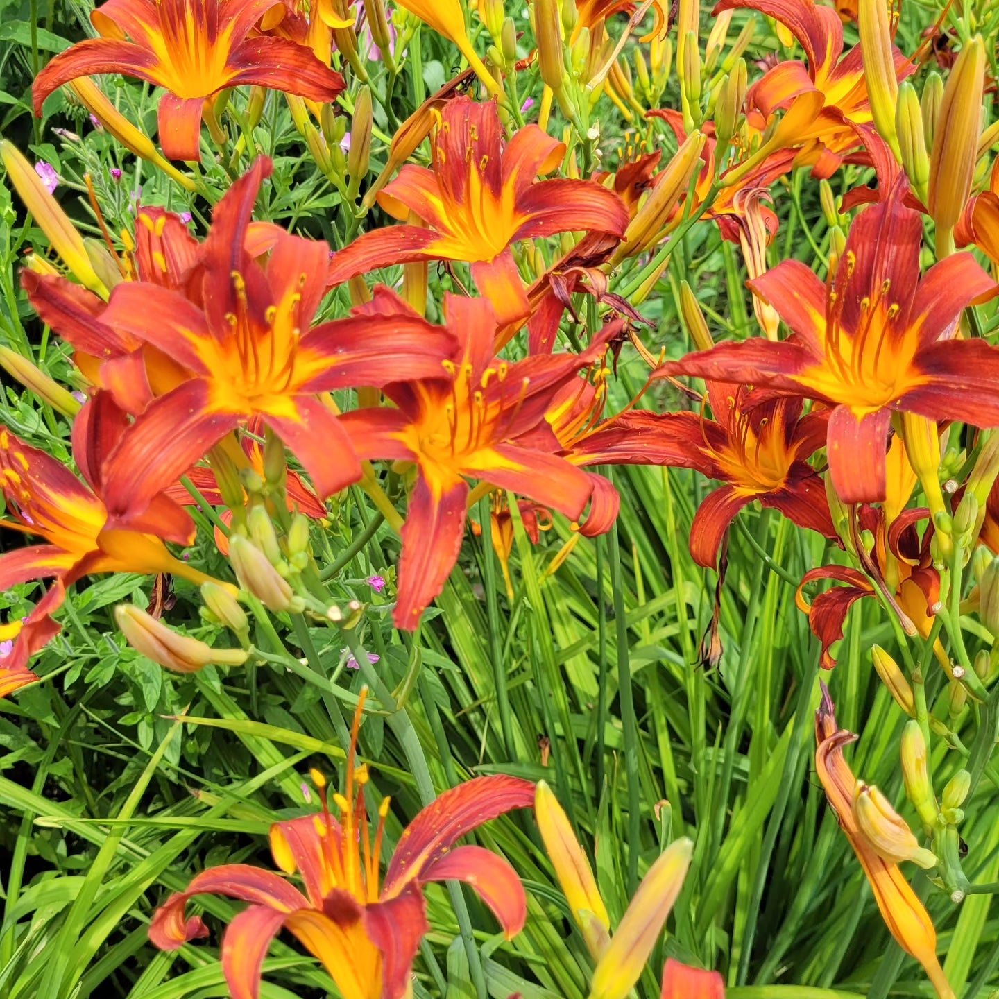 Crini de o zi Autumn Red (Hemerocallis)