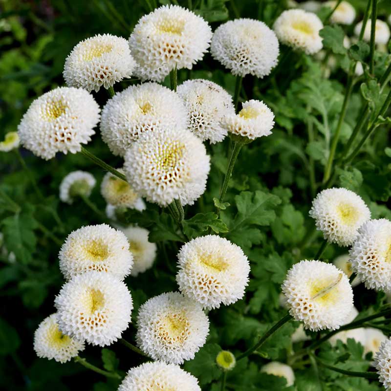 Crizamteme tufănele alb bănuți (Chrysanthemum spp.)