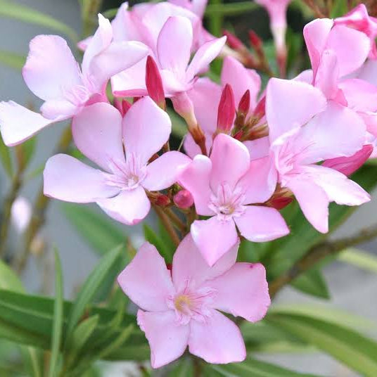 Leandru cu flori roz (Nerium oleander)