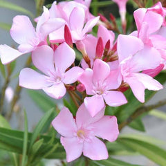 Leandru cu flori roz (Nerium oleander)
