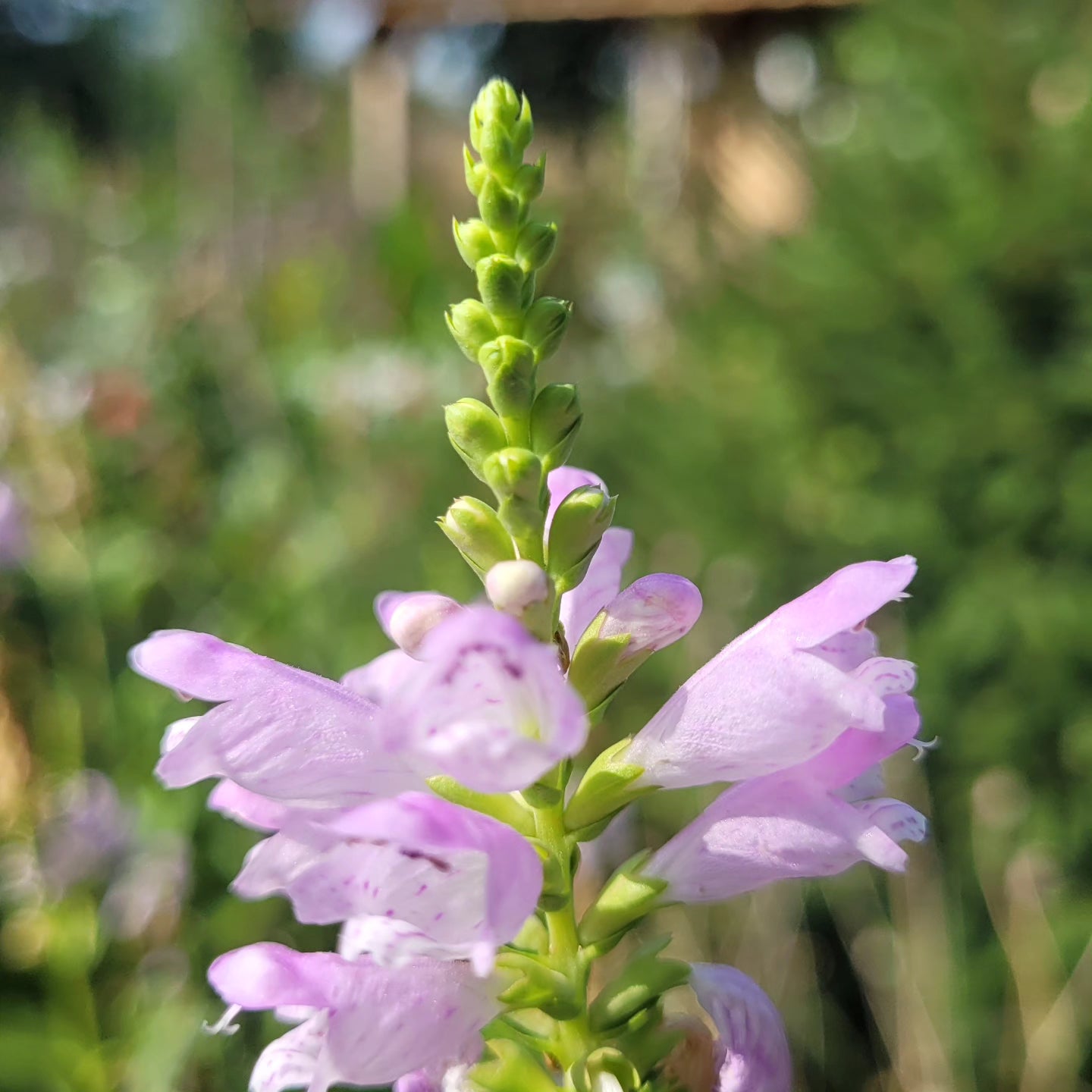 Răchițică roz (Physostegia virginiana)