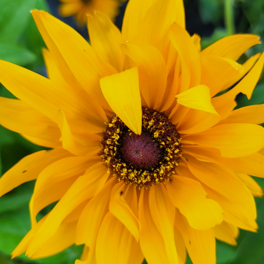 Ruji / Suzana cu ochi negri Marmelade (Rudbeckia hirta)