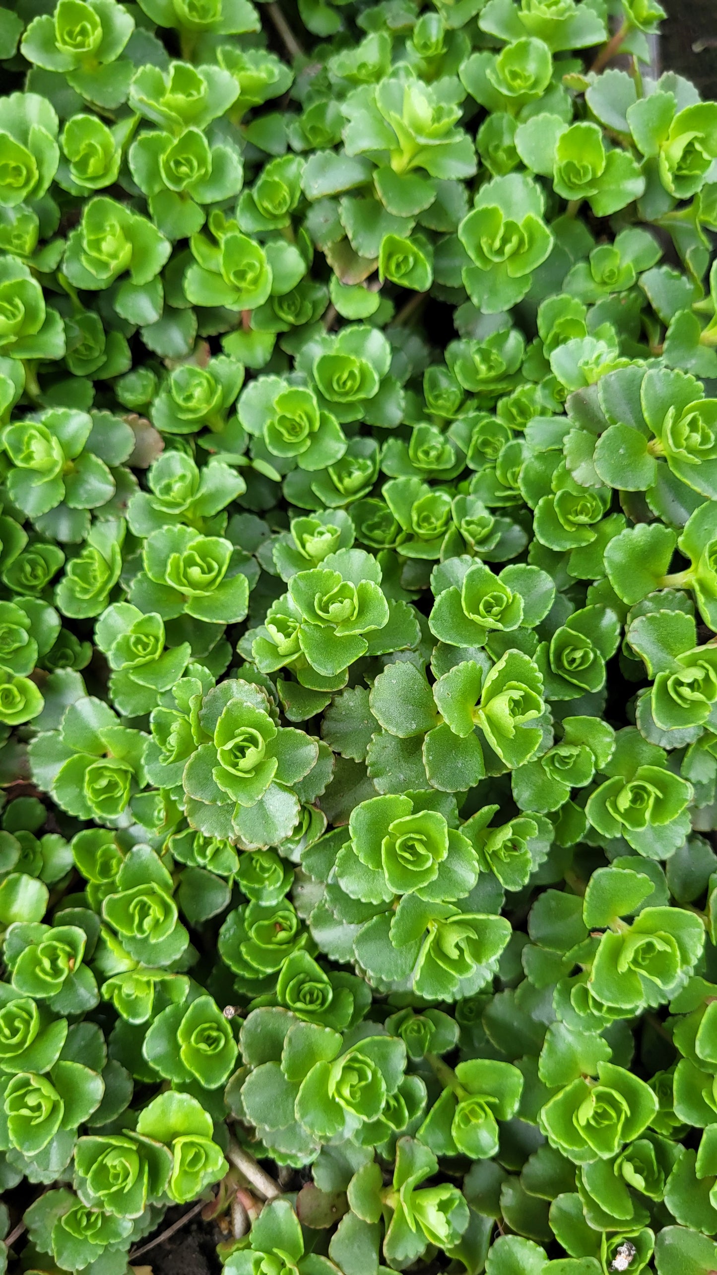 Suculente exterior Sedum spurium