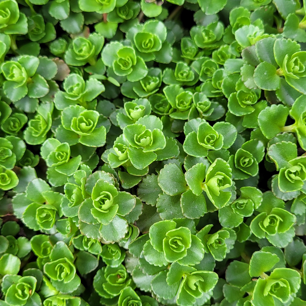 Suculente exterior Sedum spurium