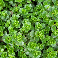 Suculente exterior Sedum spurium
