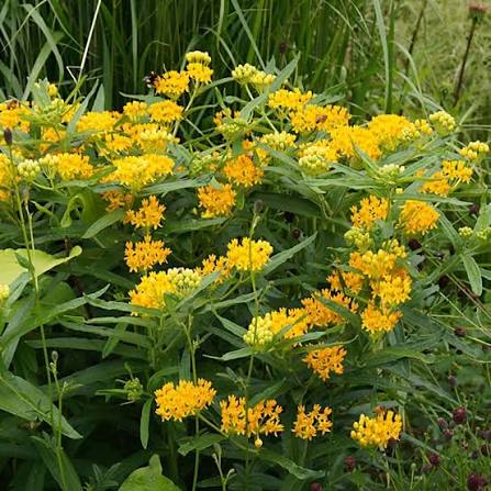 Leandrul de Muntenegru Butterfly Silky Yellow (Asclepias curassavica)