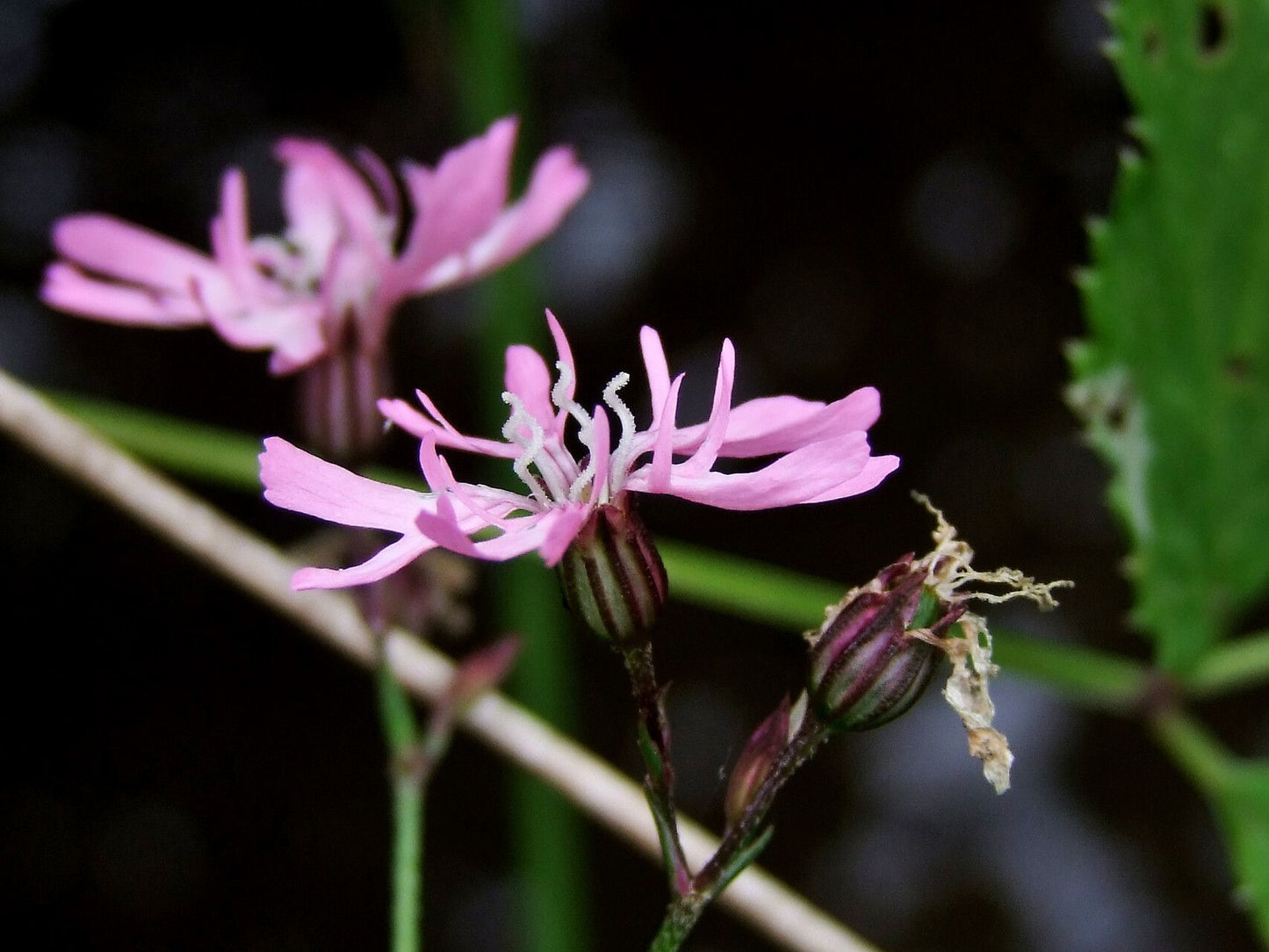 Floarea cucului (Lychnis flos-cuculi)