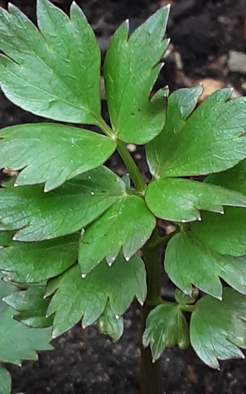 Leușteanul (Levisticum officinale)
