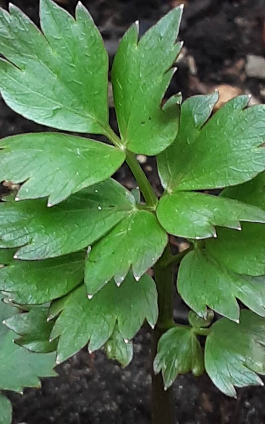 Leușteanul (Levisticum officinale)
