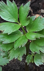 Leușteanul (Levisticum officinale)