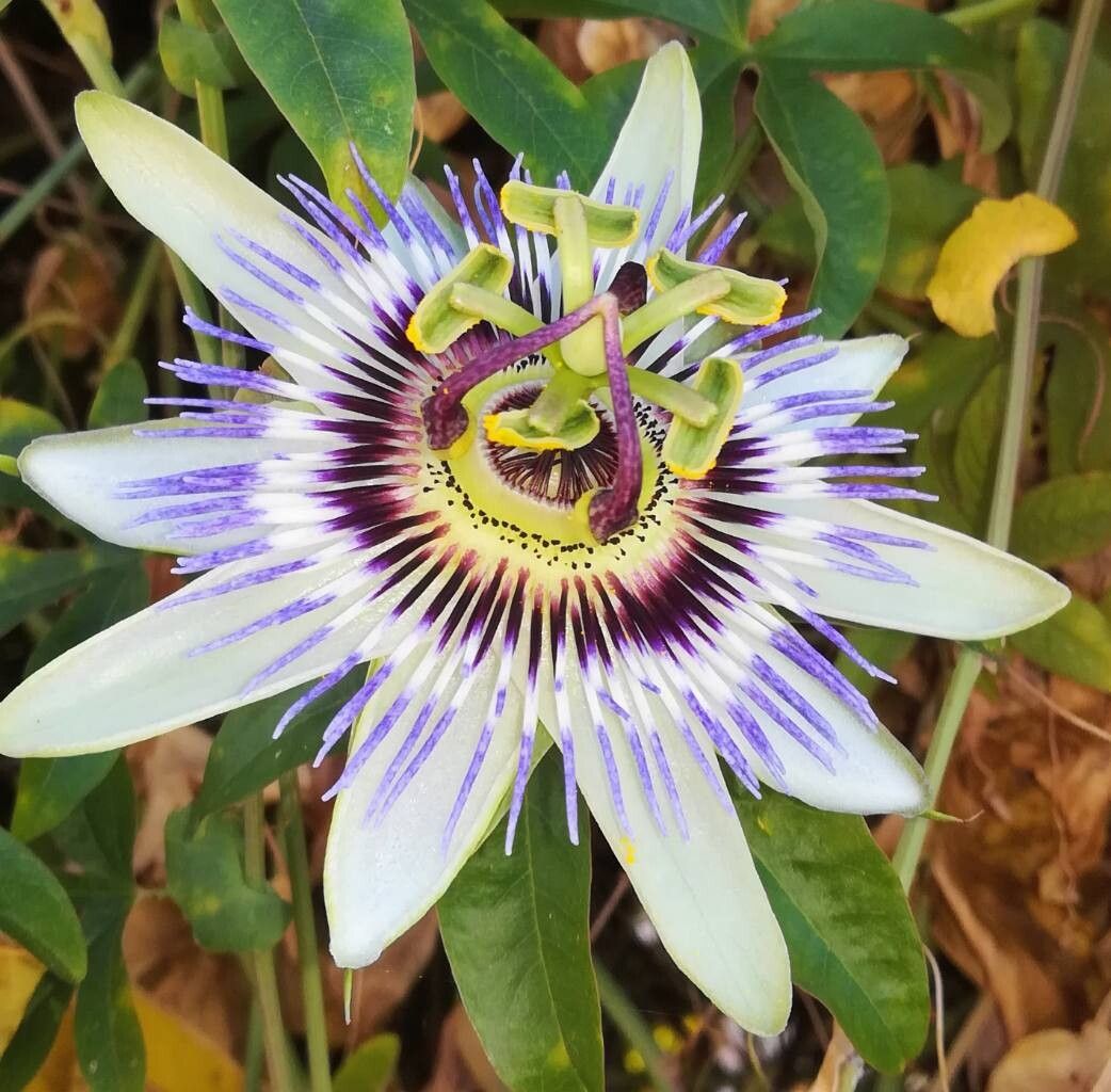 Floarea Pasiunii (Passiflora caerulea)