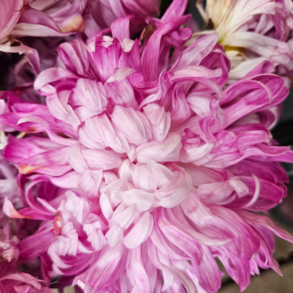 Crizamteme CREMIX PINK (Chrysanthemum spp.)