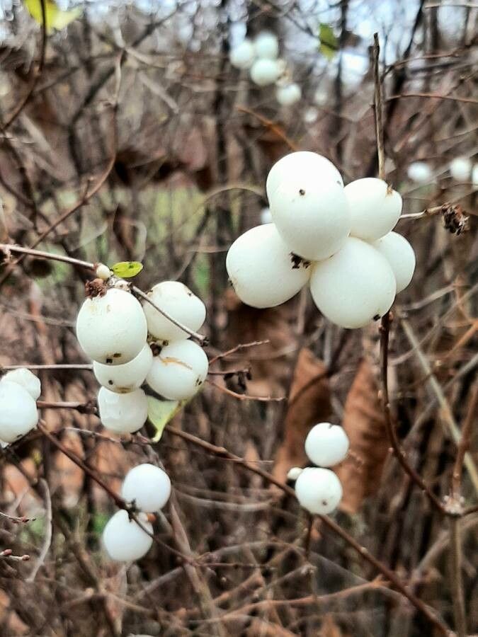 Urmuzul alb (Symphoricarpos albus)